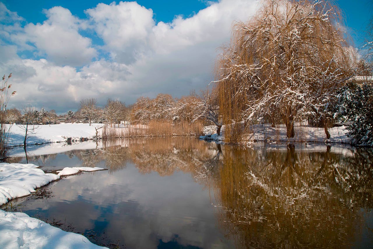 Serene winter scene featuring snowy willow trees and a reflective pond under a bright blue sky.